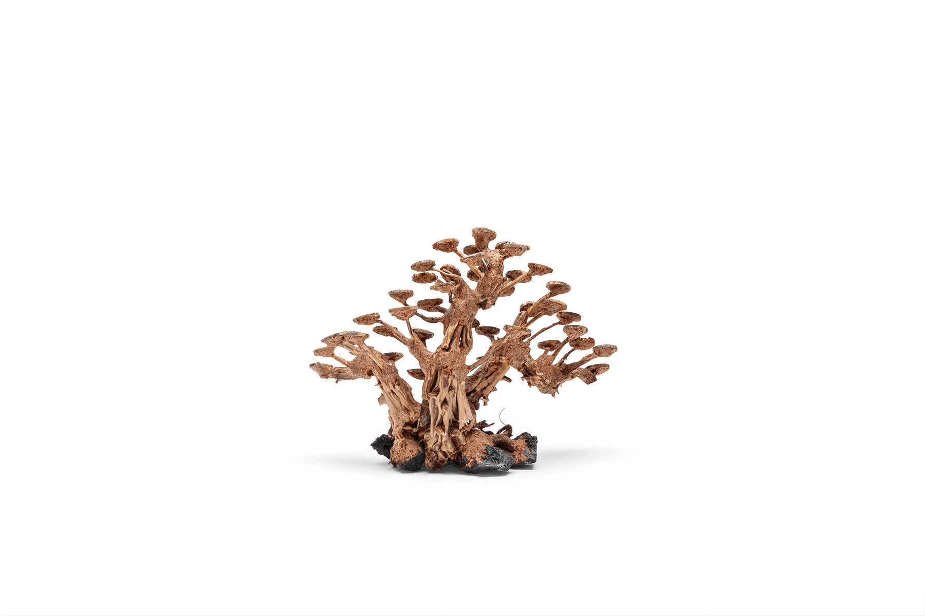 Ultum Nature Systems UNS Bonsai Tree Driftwood Aquarium Hardscape Wood 016
