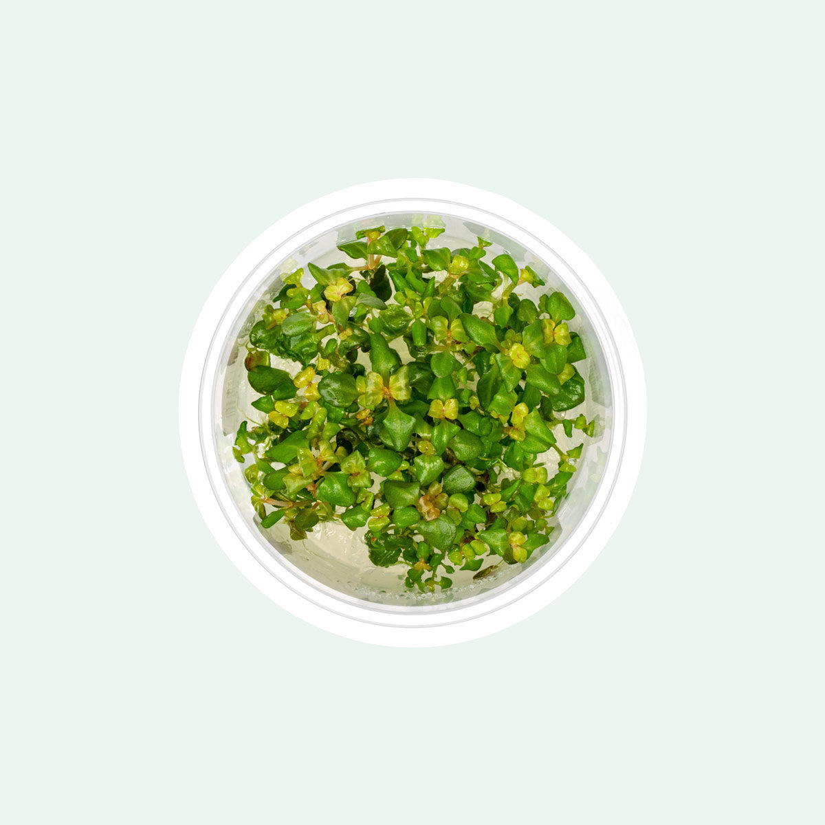 Aciotis Acuminifolia - Rare Stem Plant | Glass Aqua