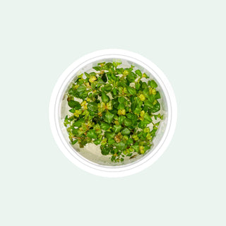 Aciotis Acuminifolia - Rare Stem Plant | Glass Aqua
