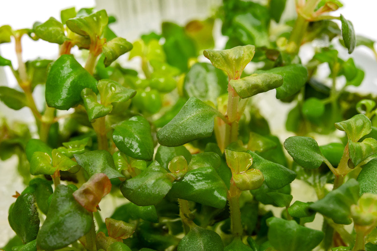 Aciotis Acuminifolia - Rare Stem Plant | Glass Aqua
