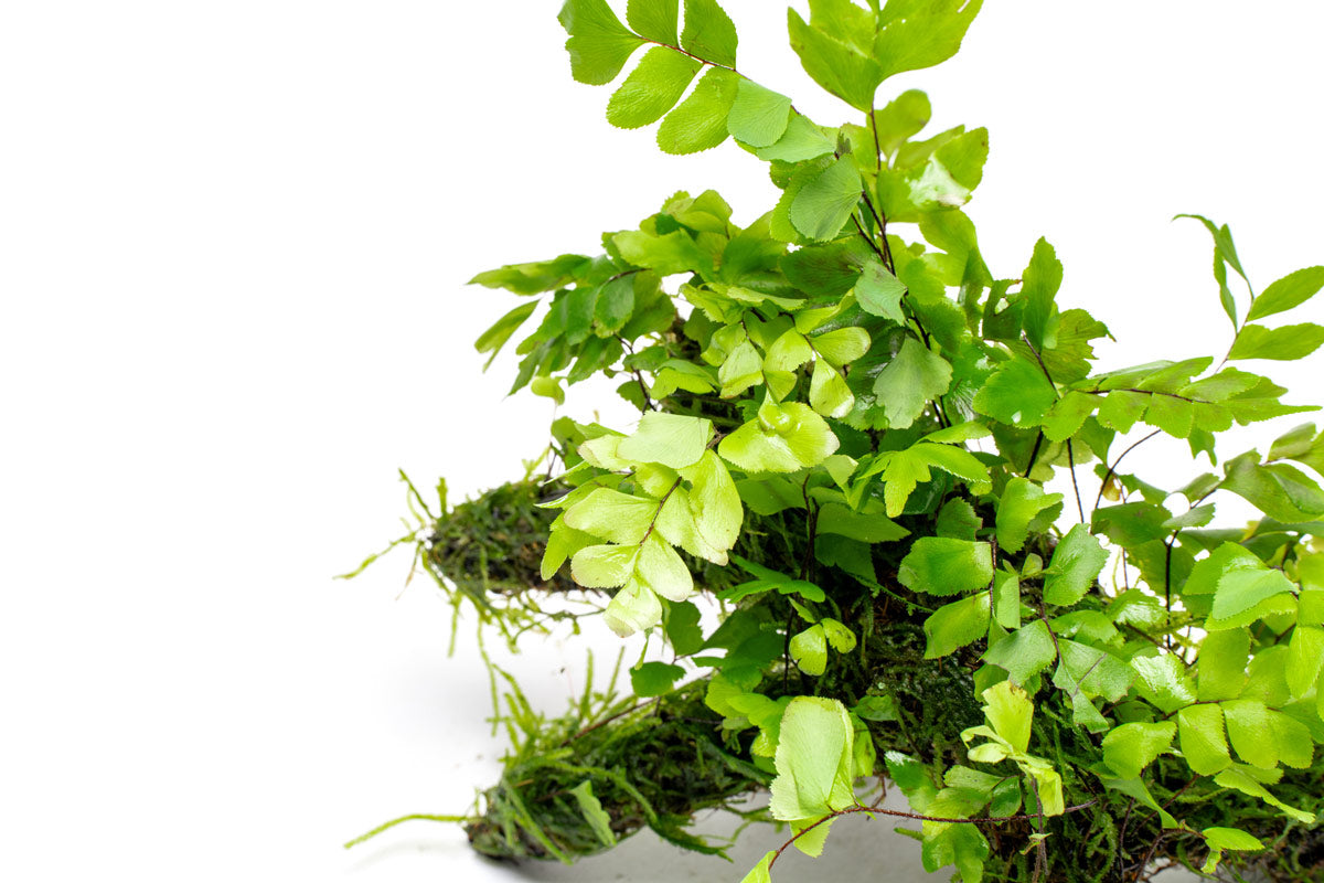 Adiantum Capillus-Veneris Maidenhair Fern | Plants on Moss Driftwood - Glass Aqua