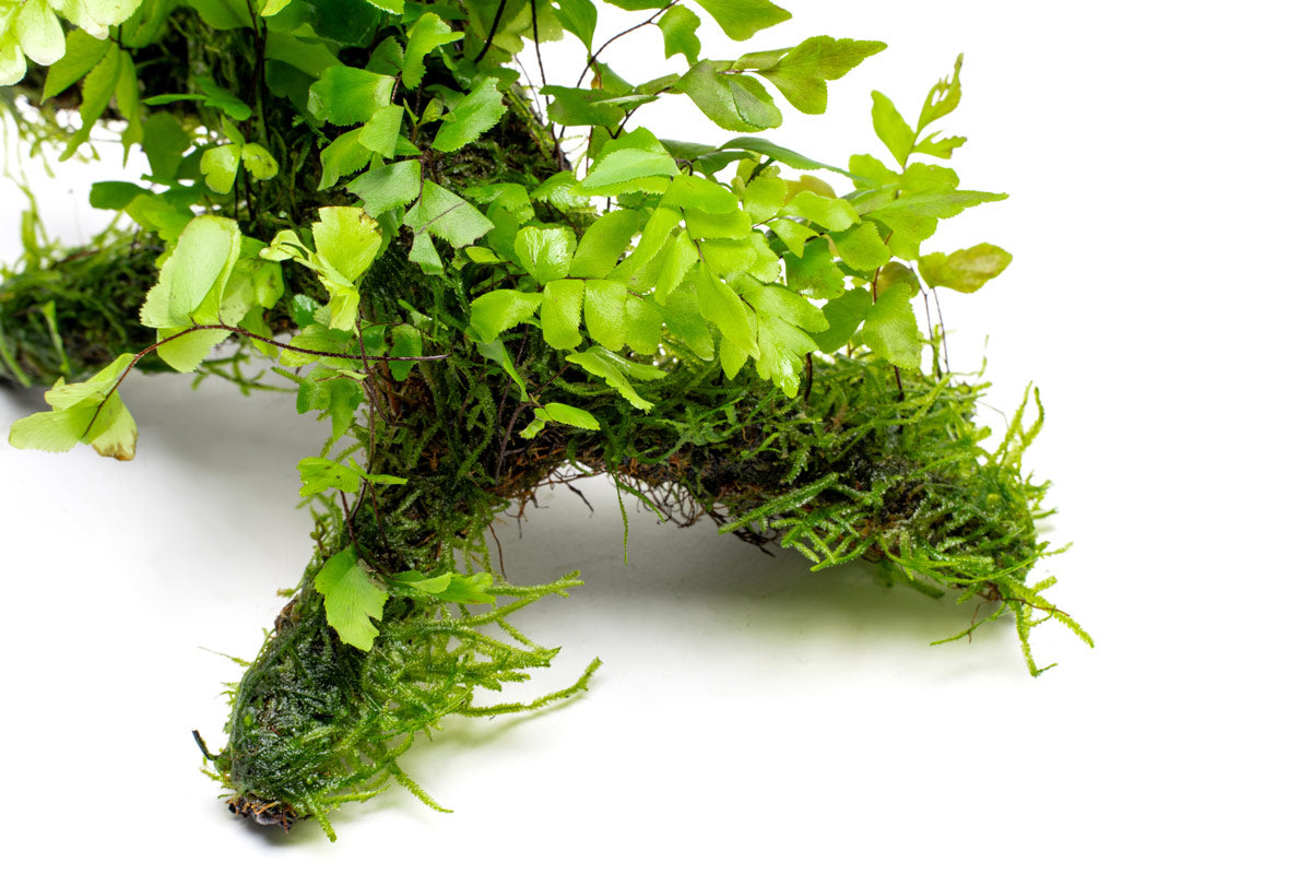 Adiantum Capillus-Veneris Maidenhair Fern | Plants on Moss Driftwood - Glass Aqua