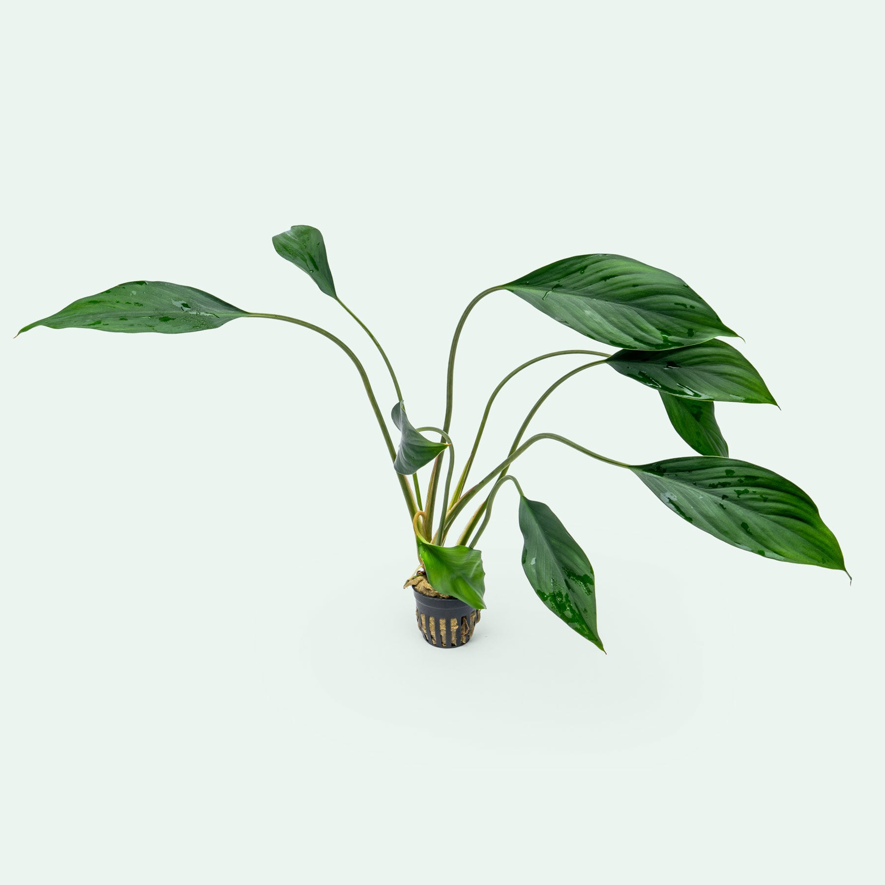 Aglaonema Simplex