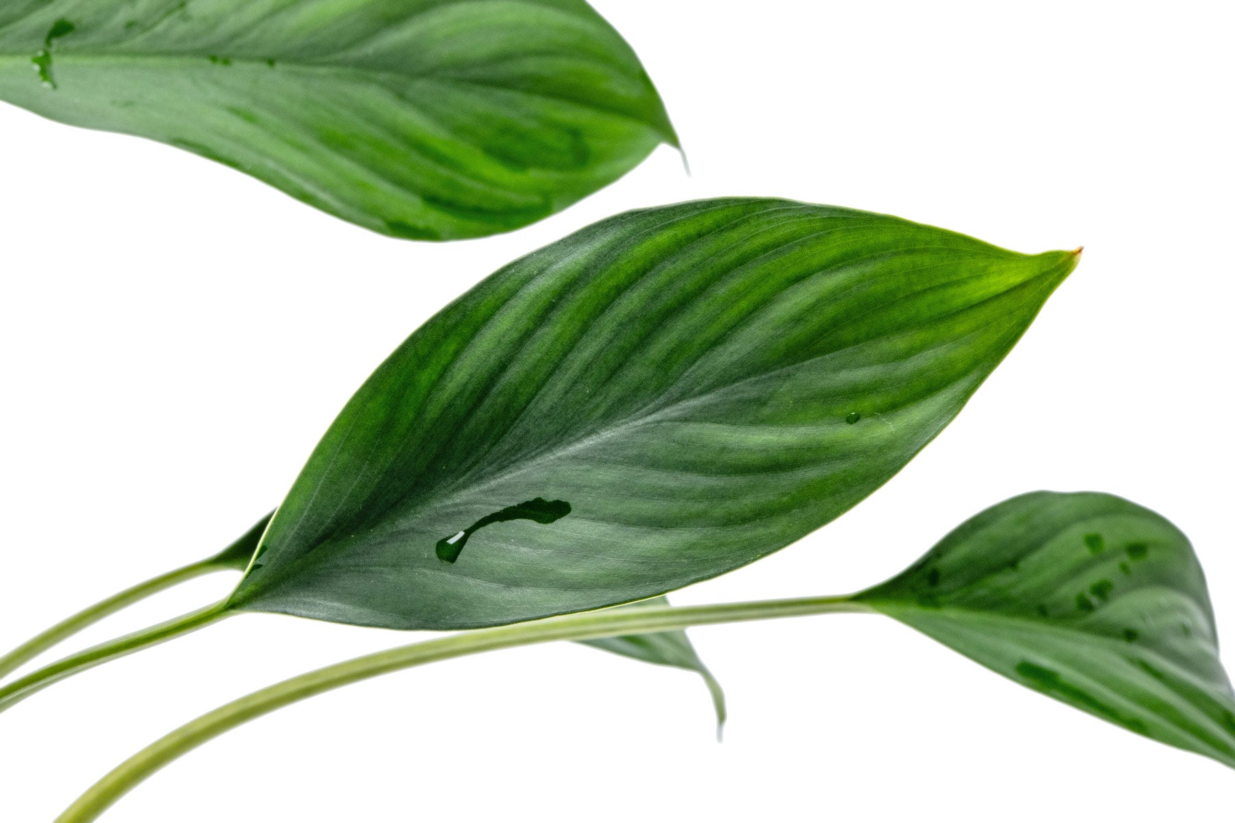 Aglaonema Simplex