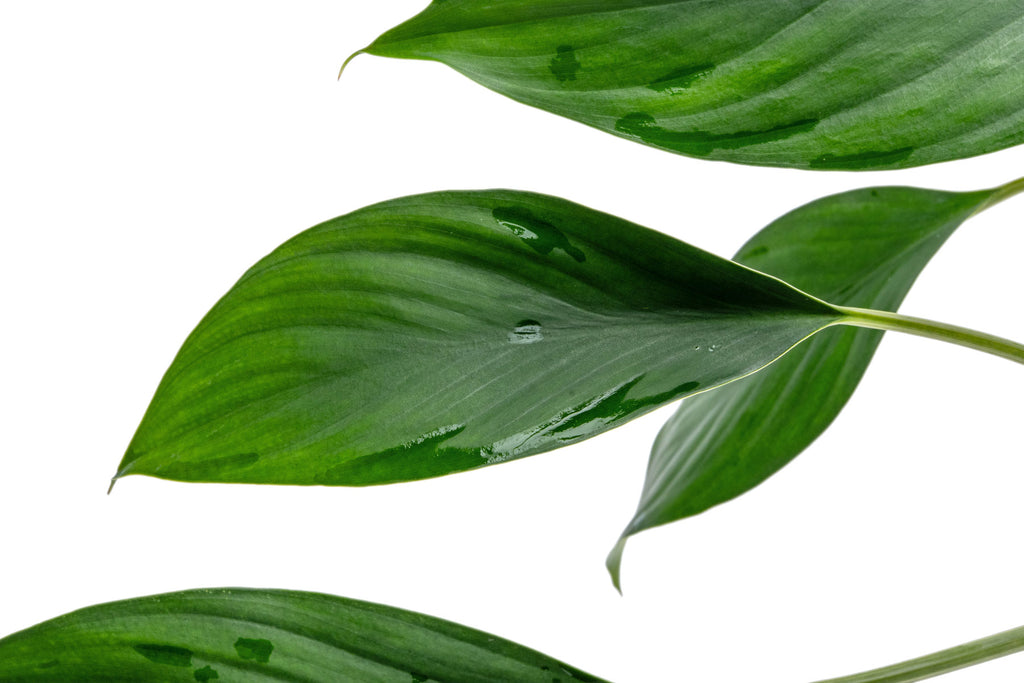 Aglaonema Simplex