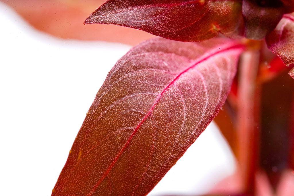 Close-up of Alternanthera Reineckii leaf displaying prominent veins, texture and color