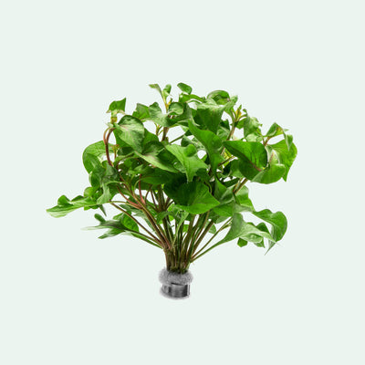 Alternanthera Tricolor - Glass Aqua