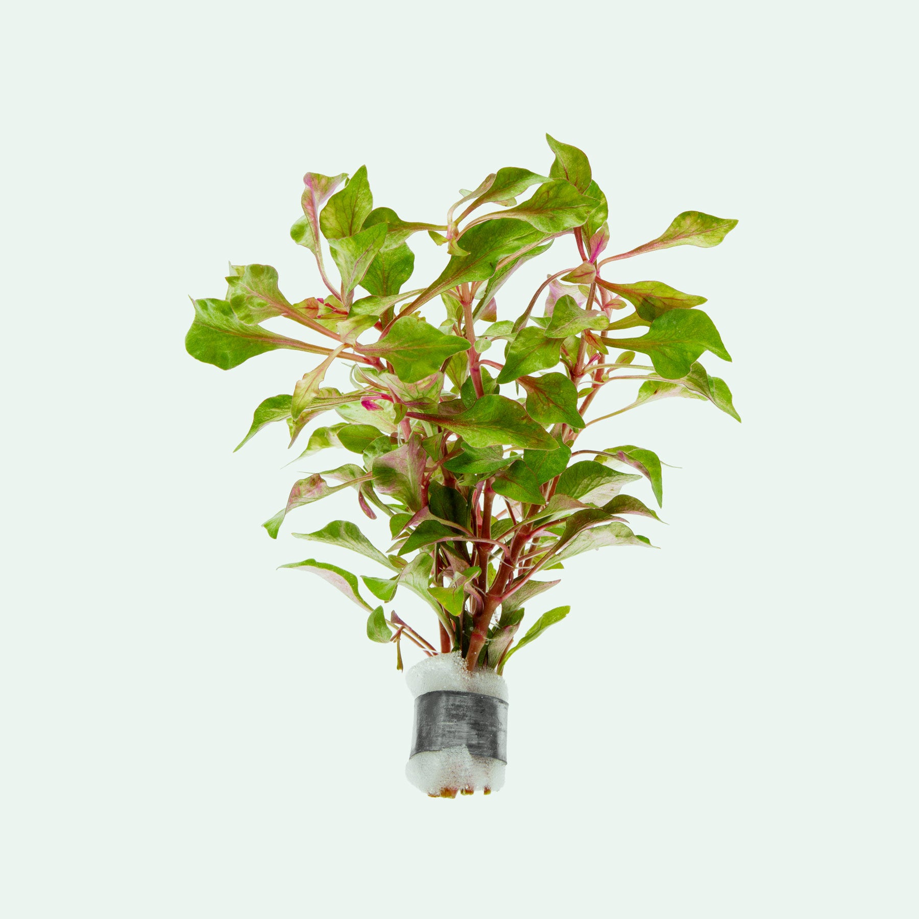 Alternanthera Bettzickiana - Glass Aqua