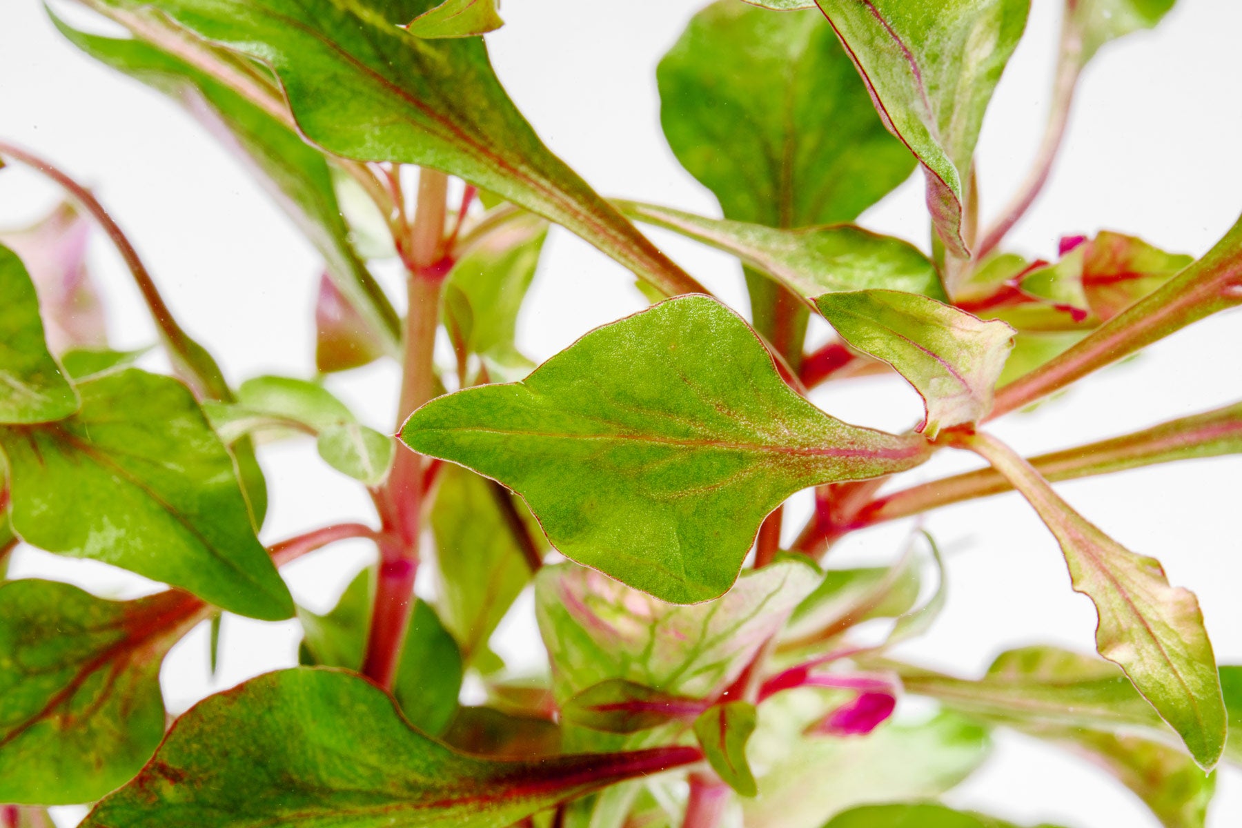Alternanthera Bettzickiana - Glass Aqua