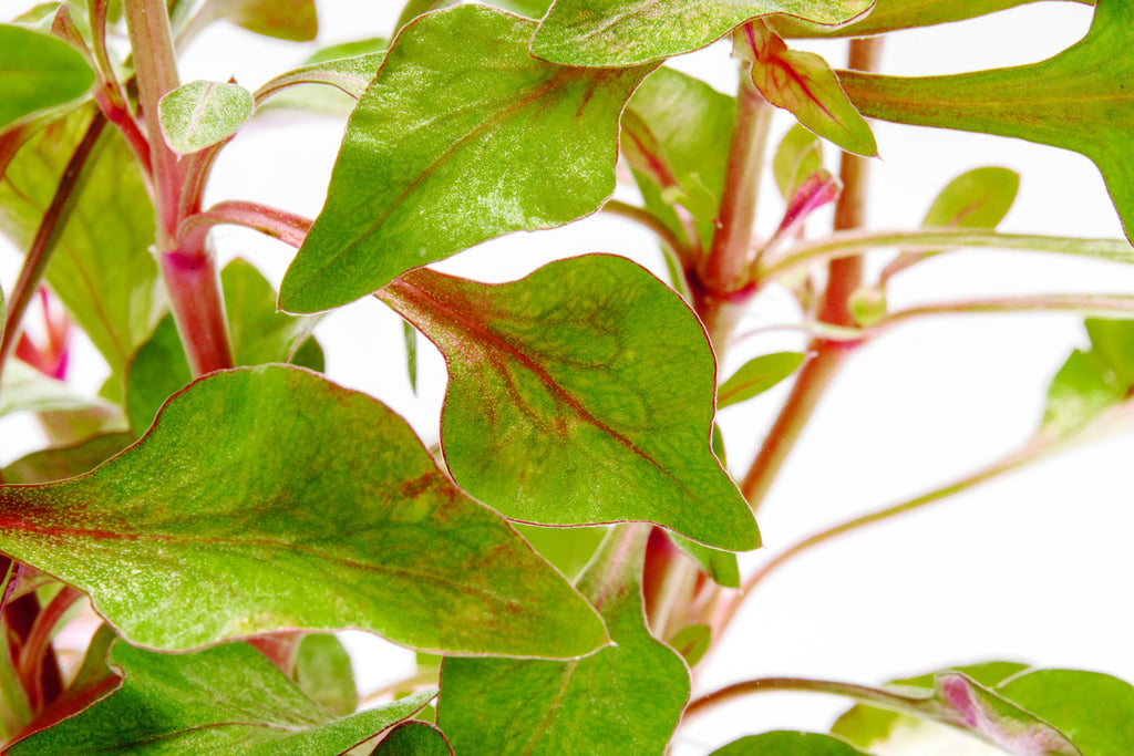 Alternanthera Bettzickiana - Glass Aqua