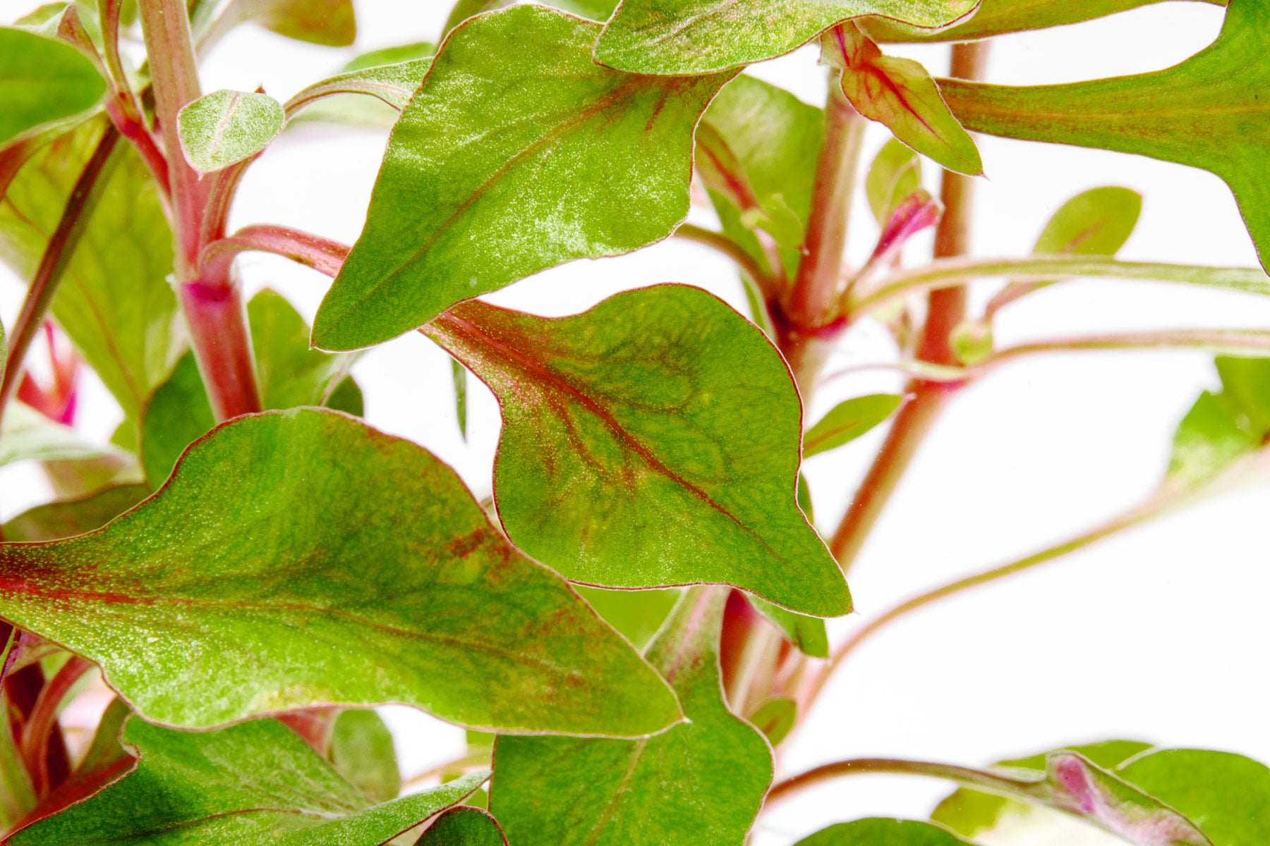 Alternanthera Bettzickiana - Glass Aqua