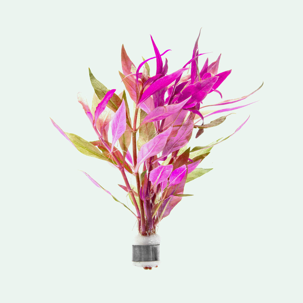 Alternanthera Lilacina