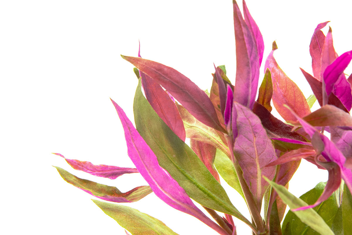 Alternanthera Lilacina