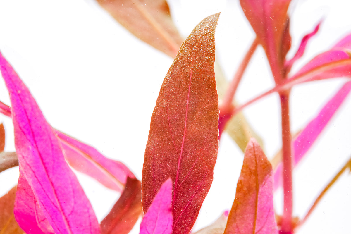 Alternanthera Rosaefolia Mini