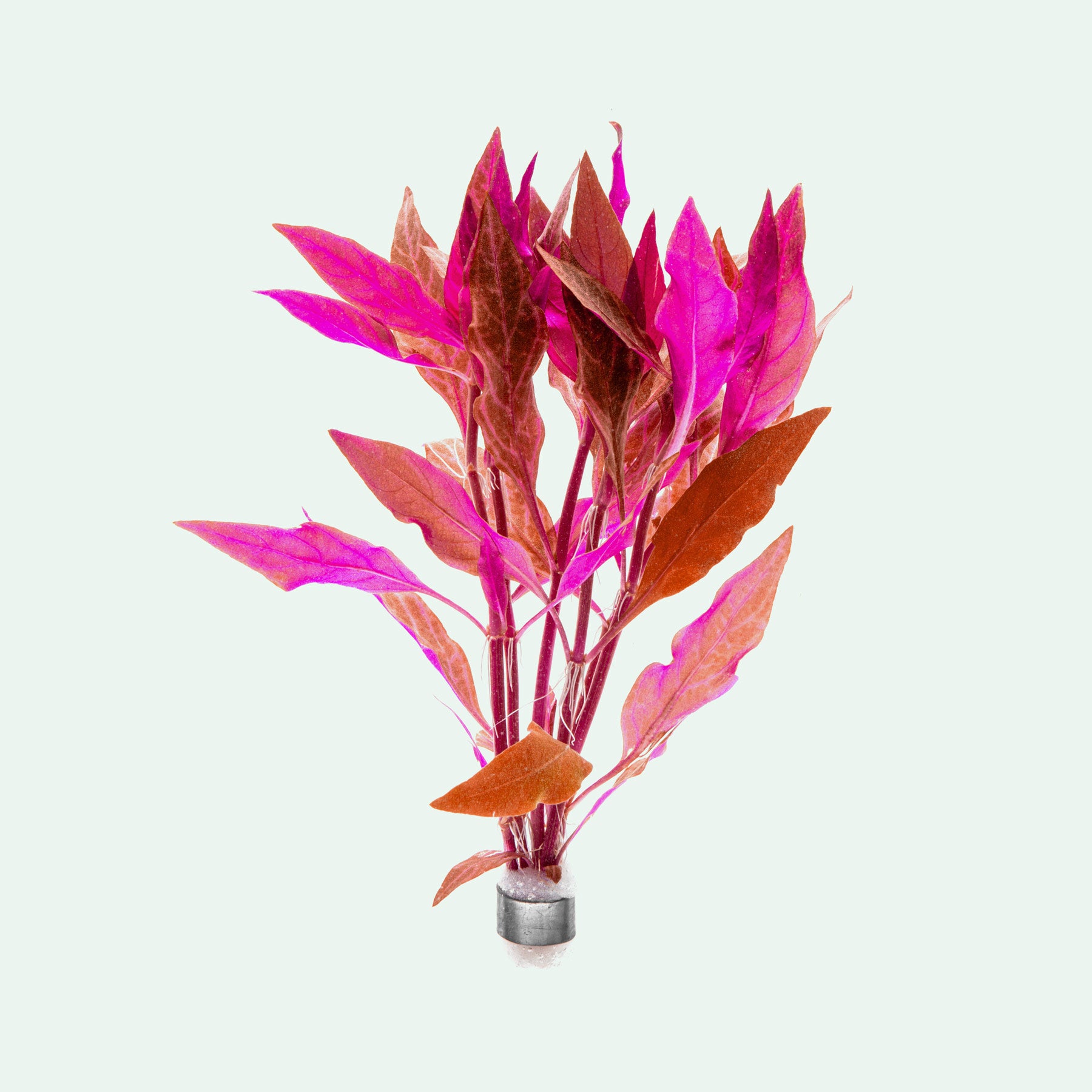 Shop Alternanthera Reineckii Rosanervig Aquatic Plants - Glass Aqua