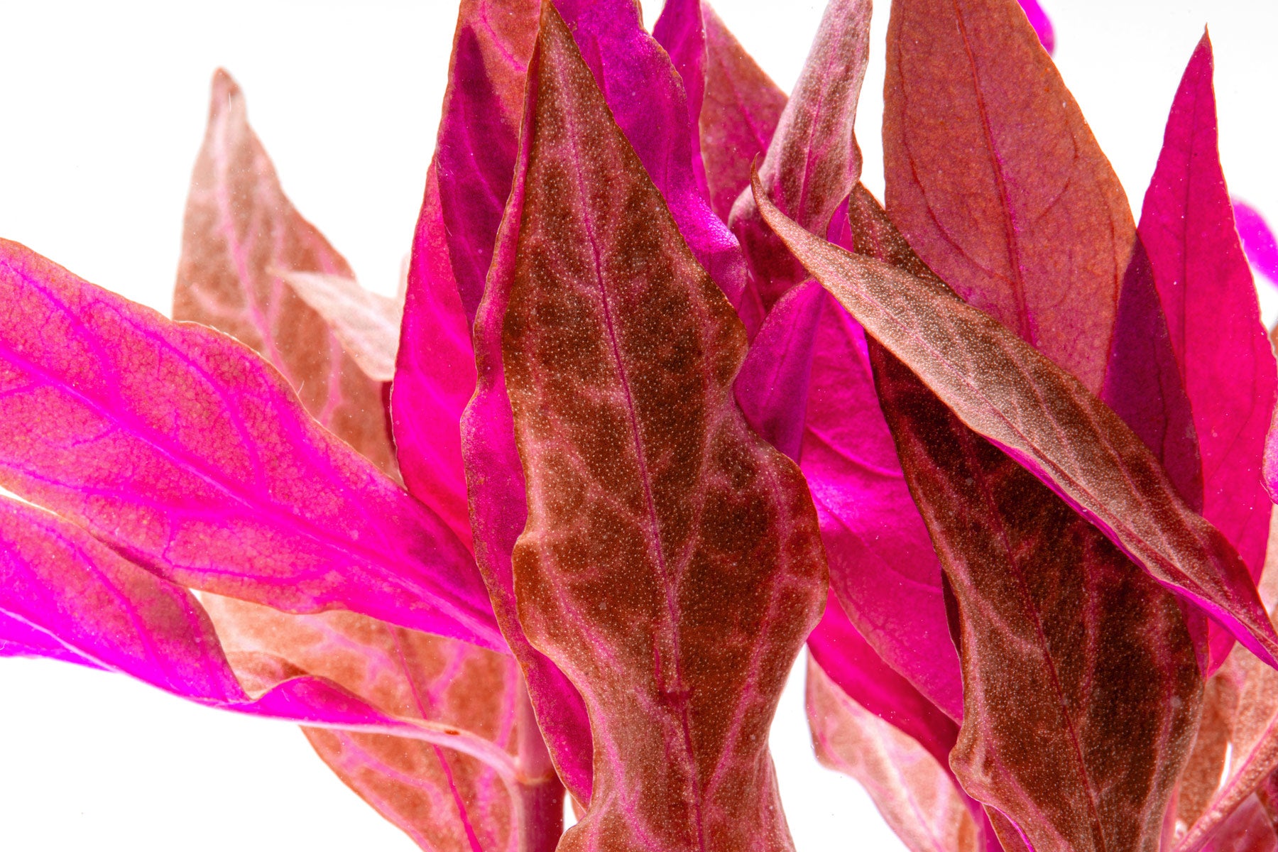 Shop Alternanthera Reineckii Rosanervig Aquatic Plants - Glass Aqua