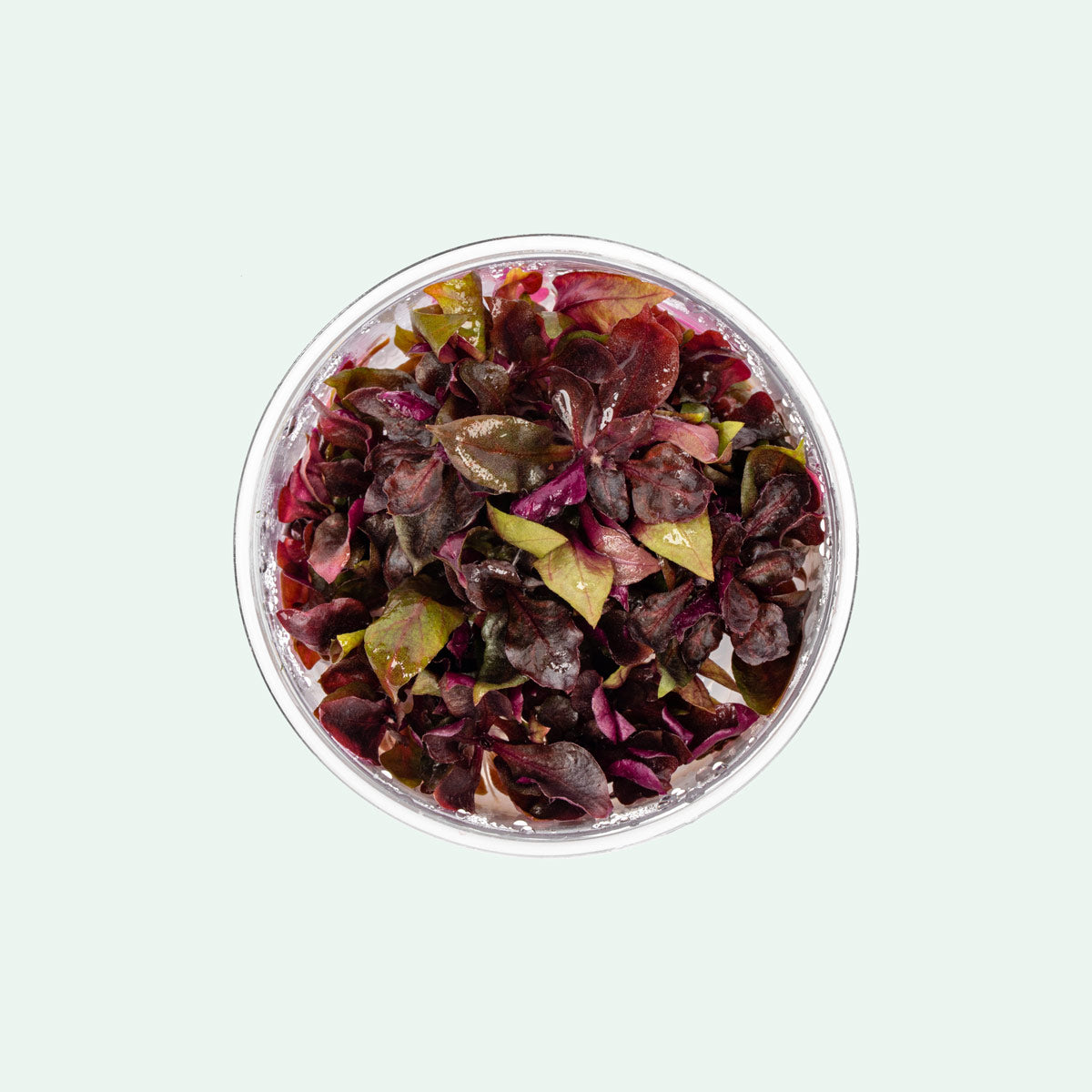 Shop Alternanthera Reineckii Rosanervig Aquatic Plants - Glass Aqua