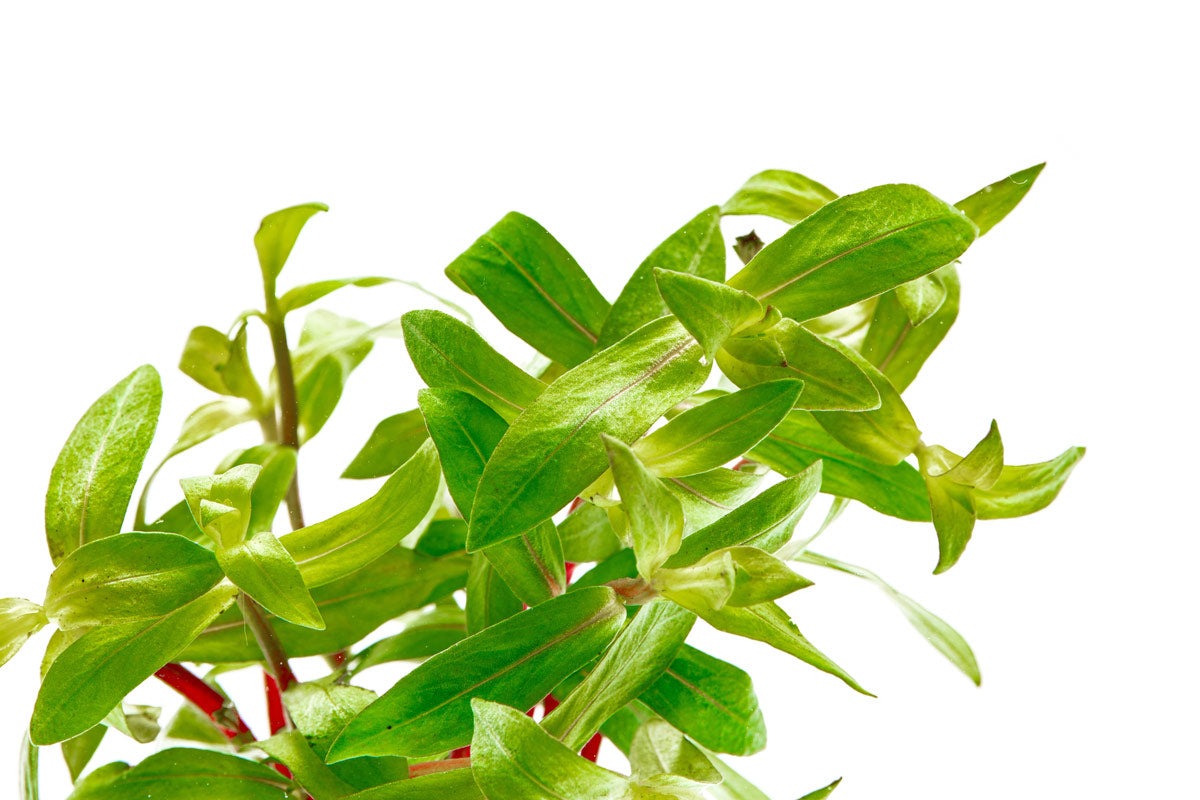 Nesaea Crassicaulis - Glass Aqua