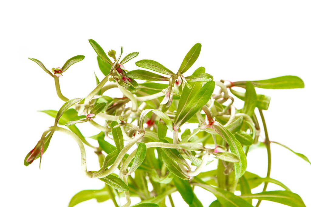 Ammannia Sulawesi - Glass Aqua
