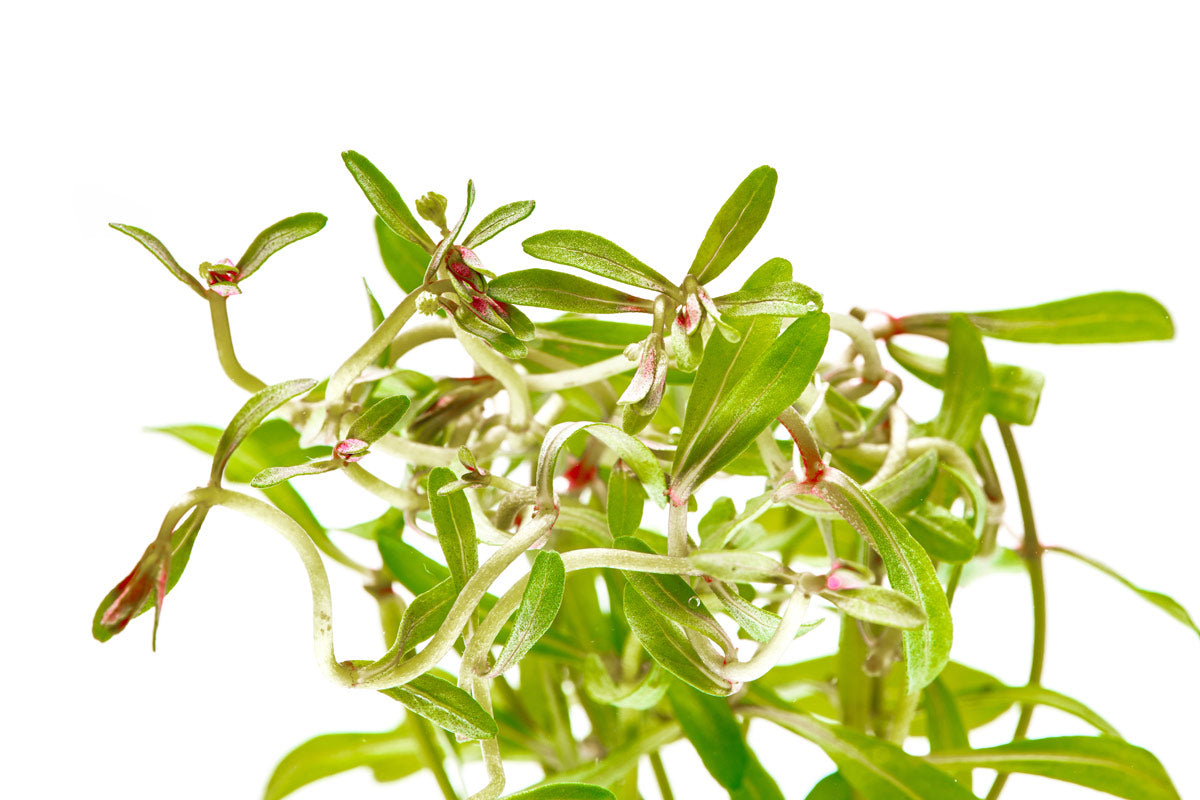 Ammannia Sulawesi - Glass Aqua