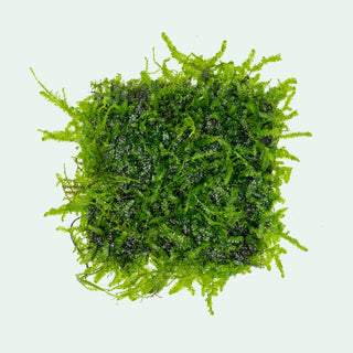 Anchor Moss - Glass Aqua