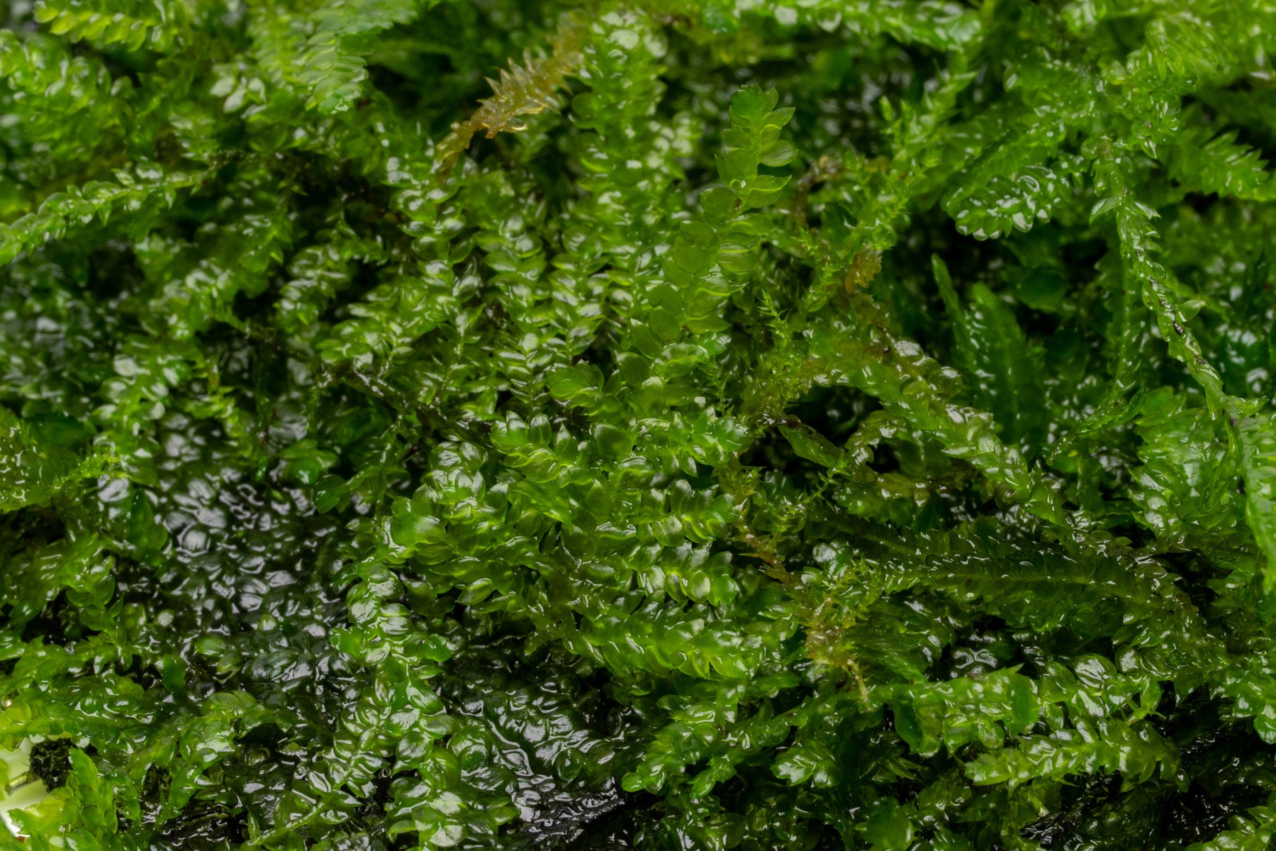 Anchor Moss