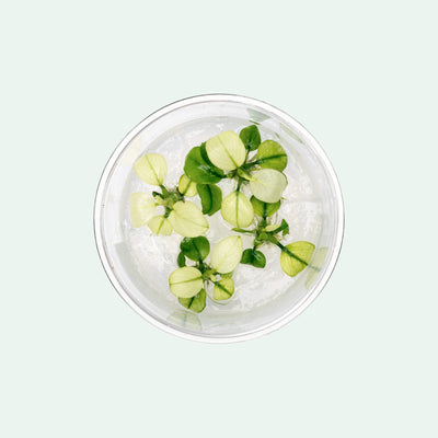 Anubias Broad White - Glass Aqua