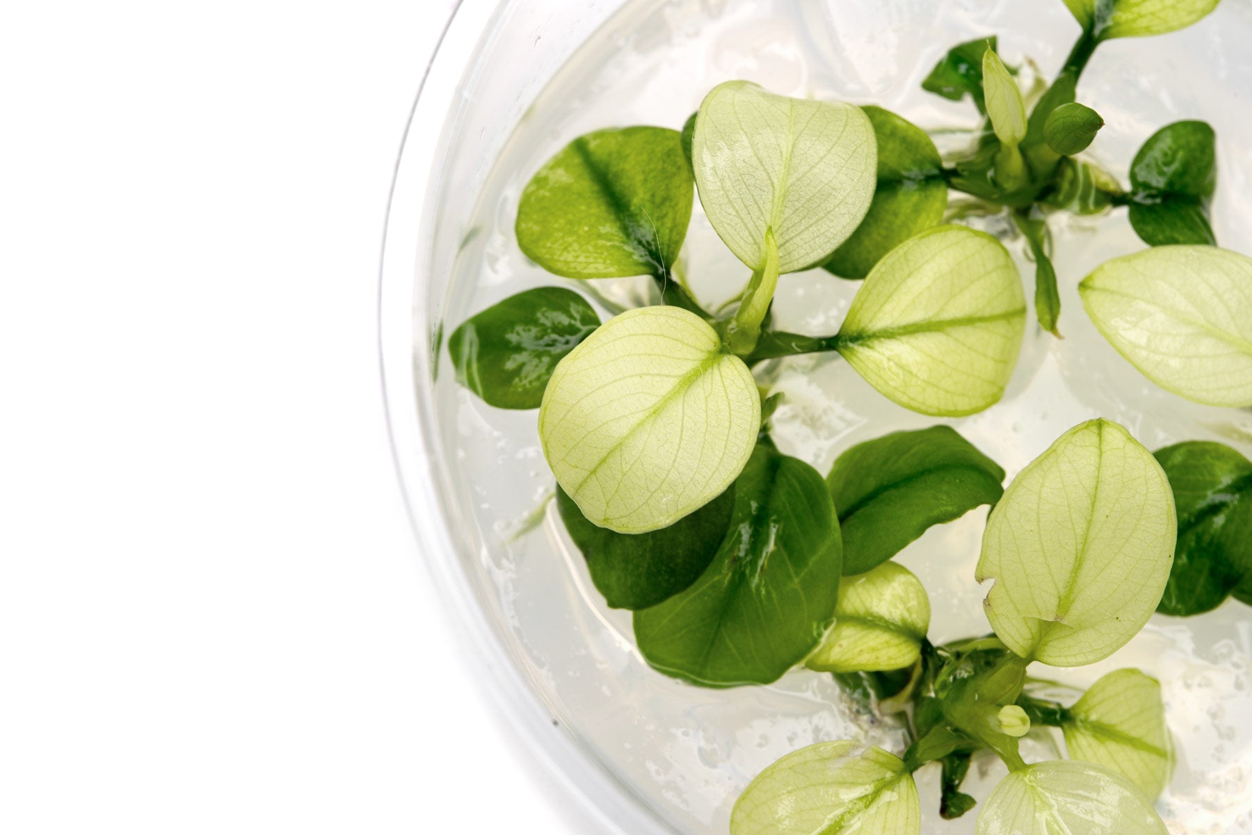 Anubias Broad White - Aquarium Plant | Glass Aqua