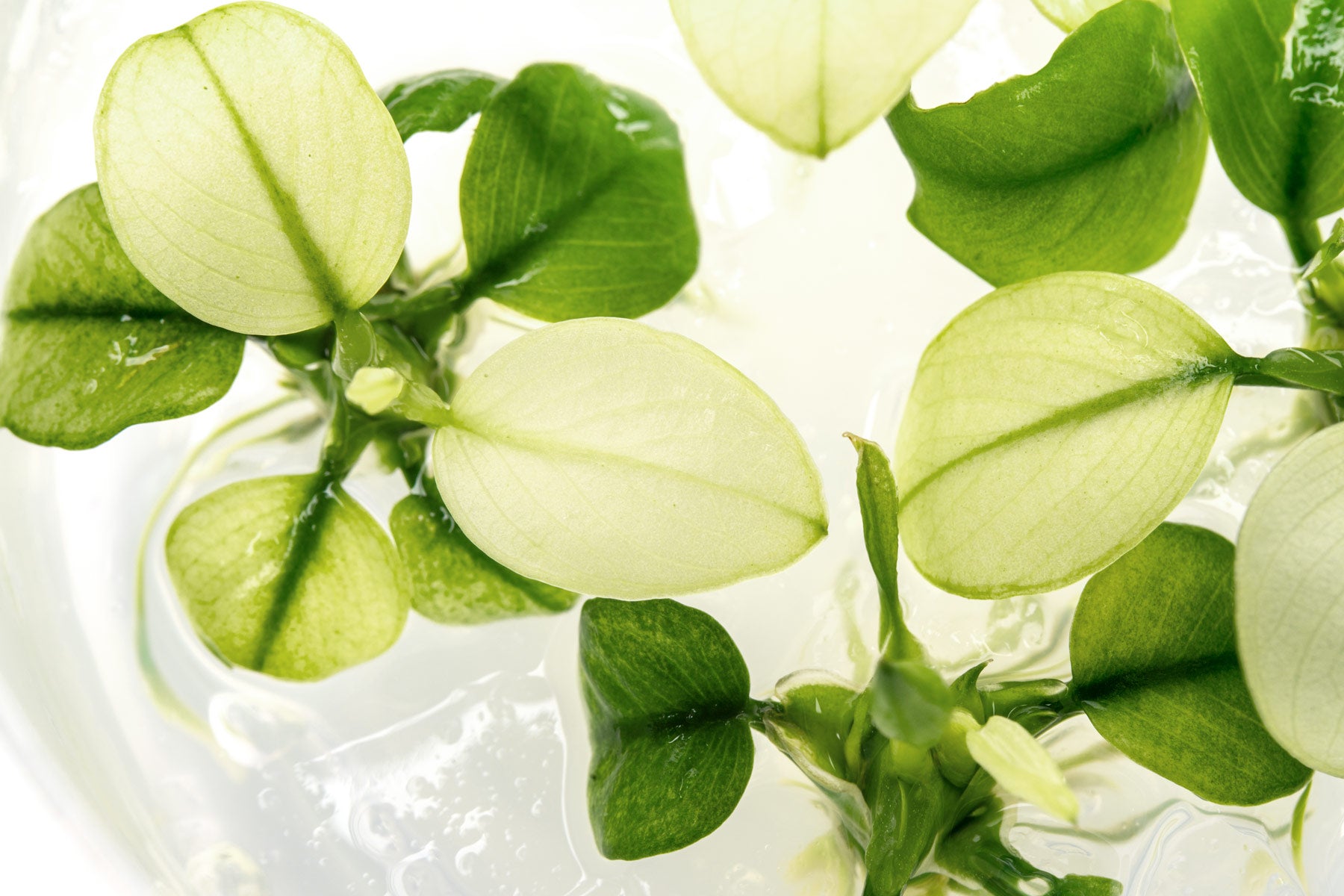 Anubias Broad White - Aquarium Plant | Glass Aqua