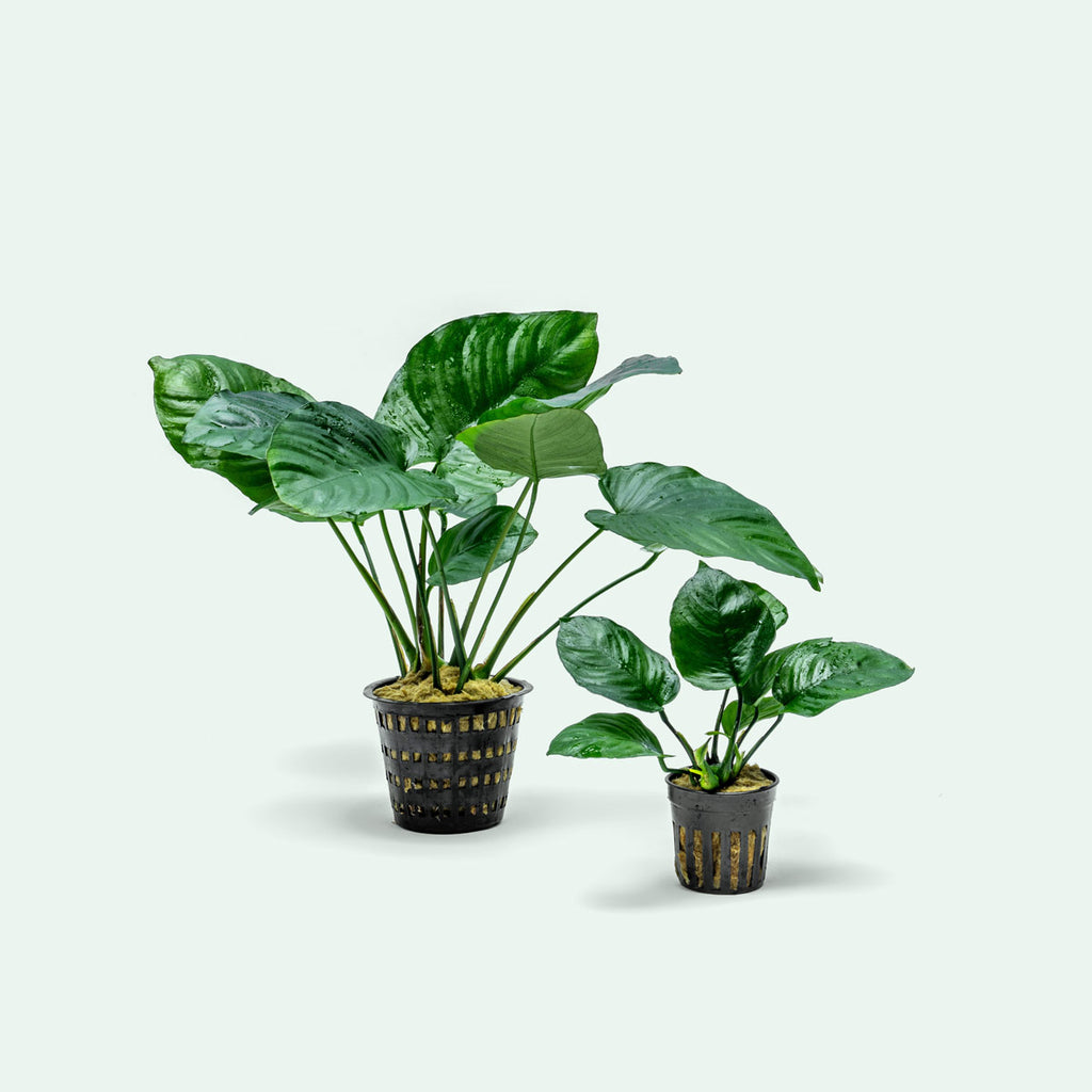 indoor broadleaf plants Anubias Broad Leaf XL Plant - Aquatic Plant