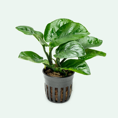 Anubias Barteri Butterfly Easy Beginner Aquarium Plant
