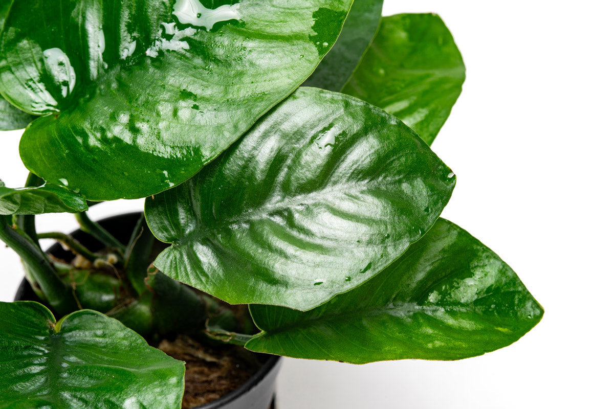 butterfly plant indoor Anubias Barteri Butterfly