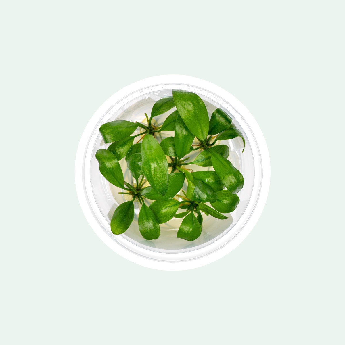 Anubias Barteri Gigantea | Shop Tissue Culture Anubias - Glass Aqua