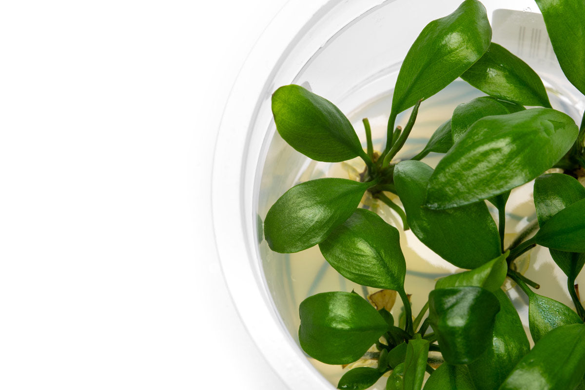 Anubias Barteri Gigantea | Shop Tissue Culture Anubias - Glass Aqua