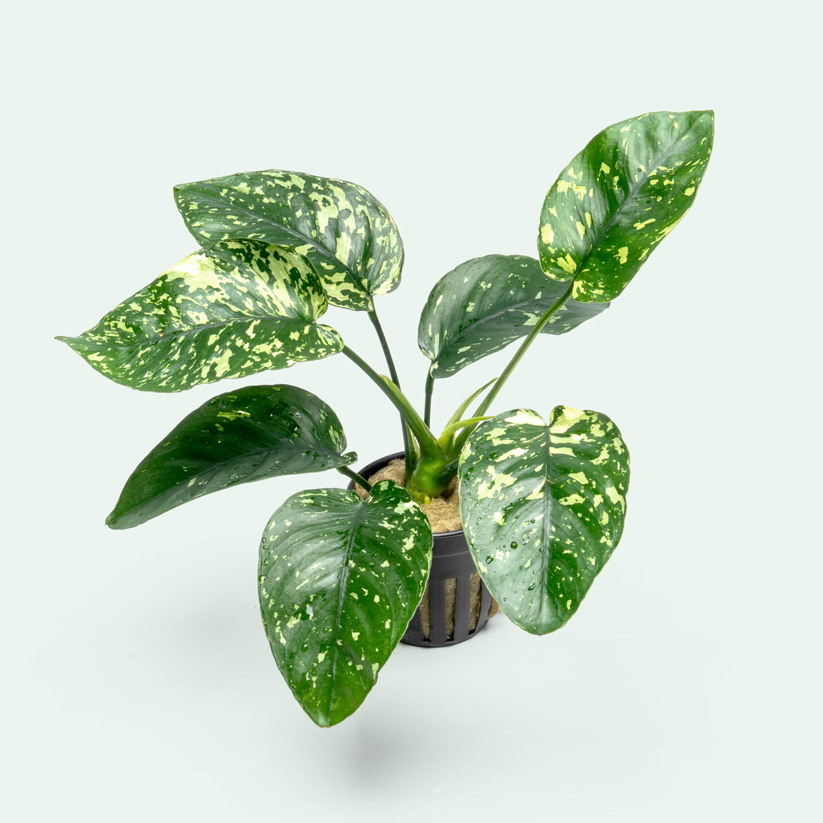 Anubias Barteri 'King' live aquatic plant in nursery pot