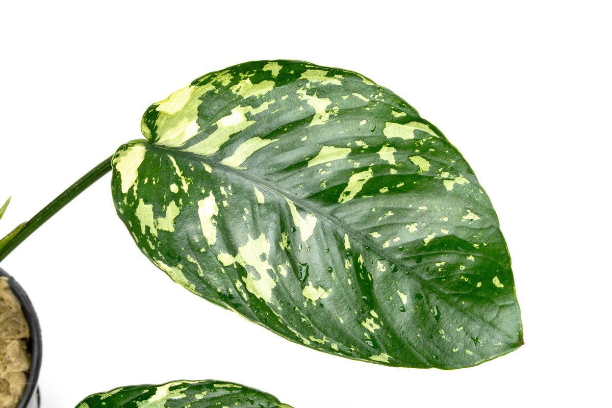 Close-up of Anubias Barteri 'King' leaves showing color and variegated pattern