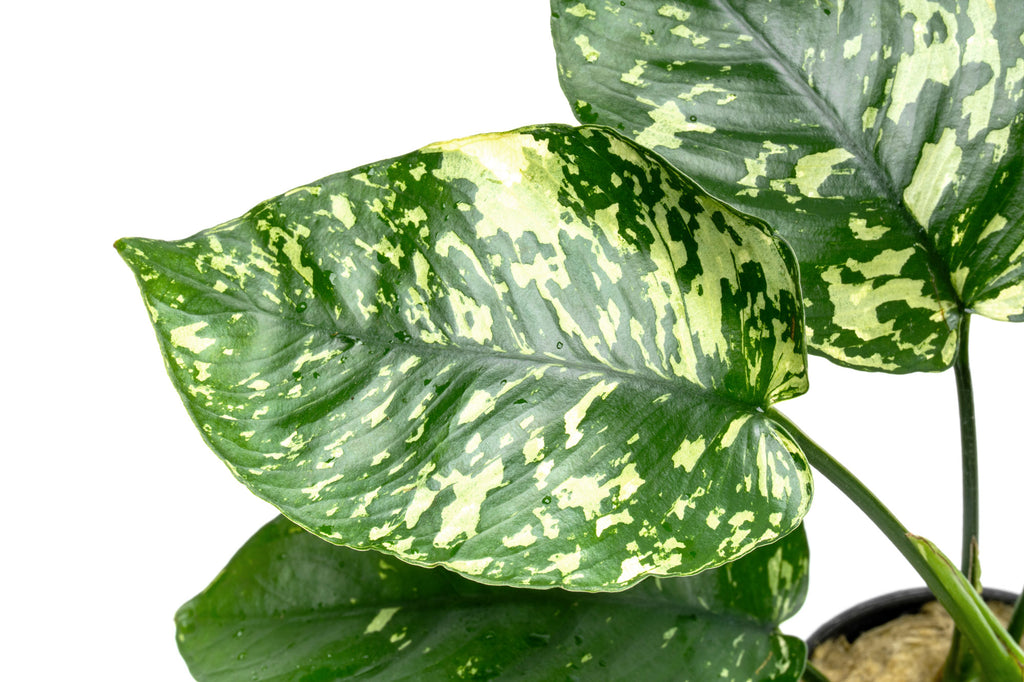 Close-up of Anubias Barteri 'King' live aquatic plant leaves showing shape, color and texture