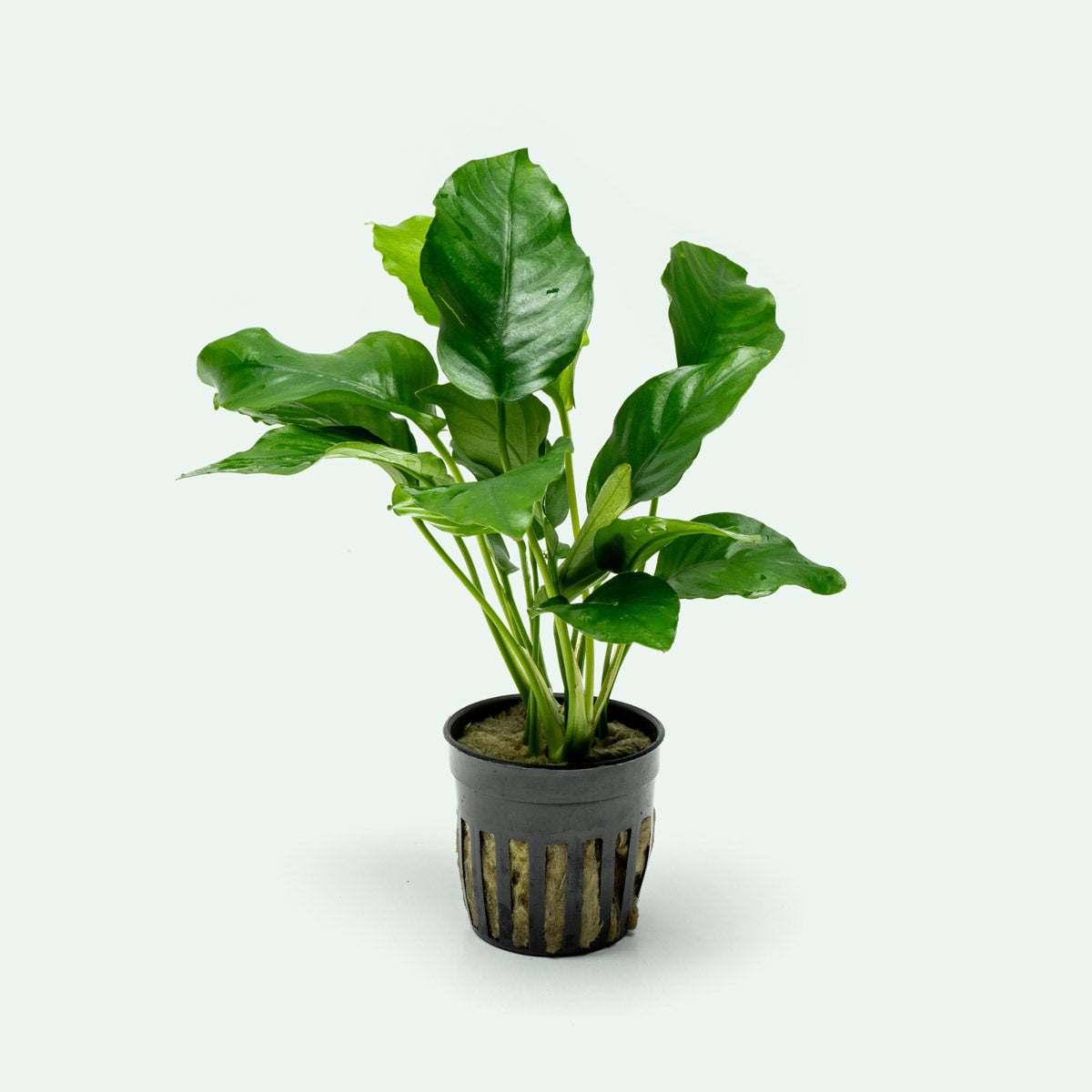 Anubias Barteri Tissue Culture Easy Beginner Aquatic Aquarium Plant