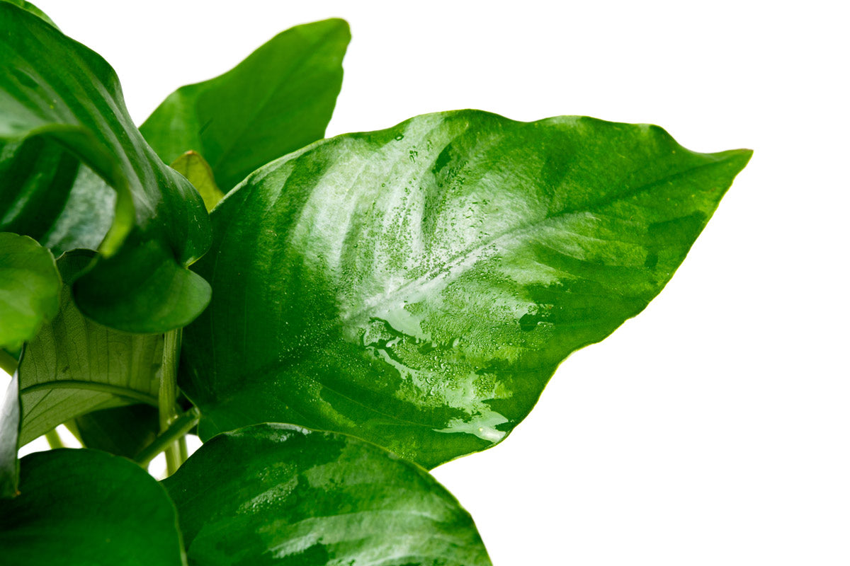 Anubias Barteri Tissue Culture Easy Beginner Aquatic Aquarium Plant