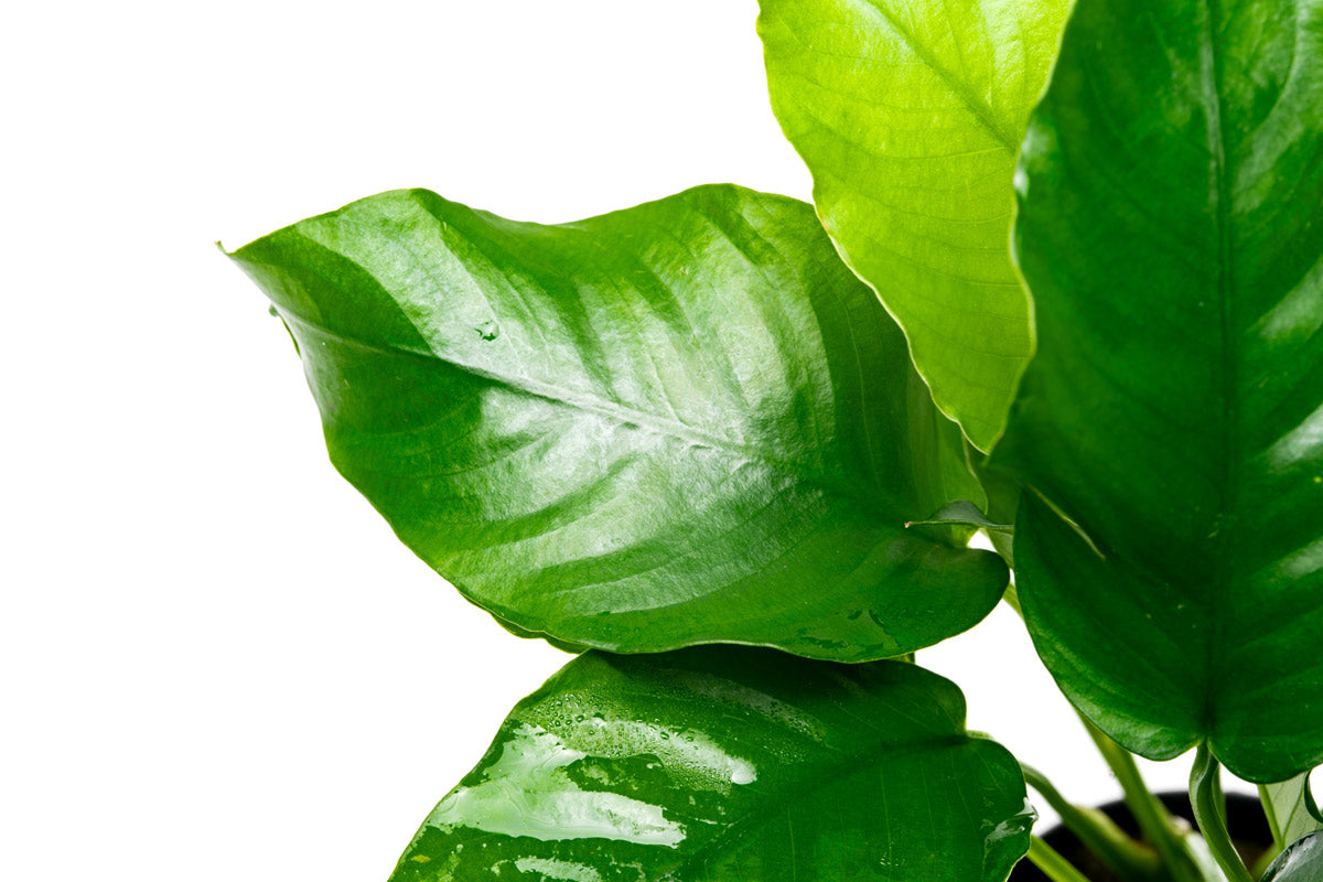 Anubias Barteri - Glass Aqua