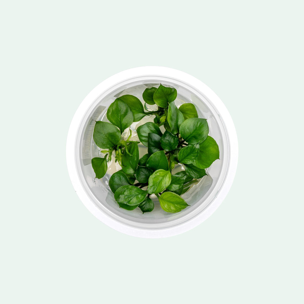 An easy care, evergreen aquarium rhizome plant ideal for low light planted tanks.