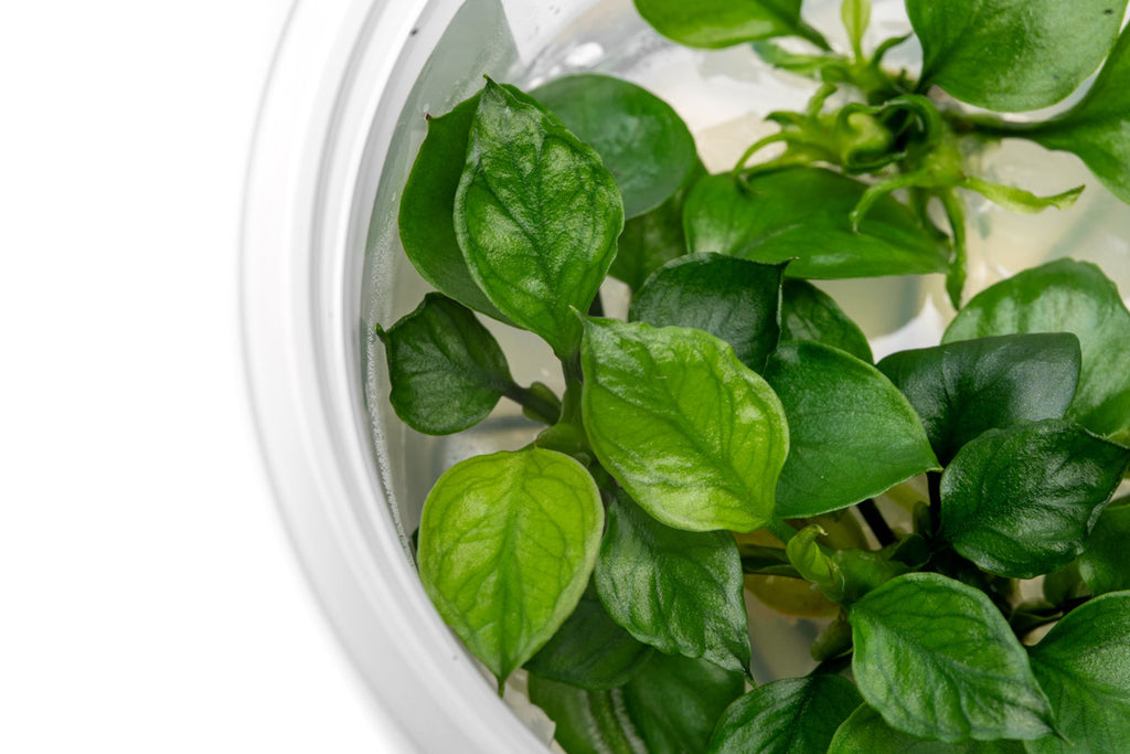An easy care, evergreen aquarium rhizome plant ideal for low light planted tanks.