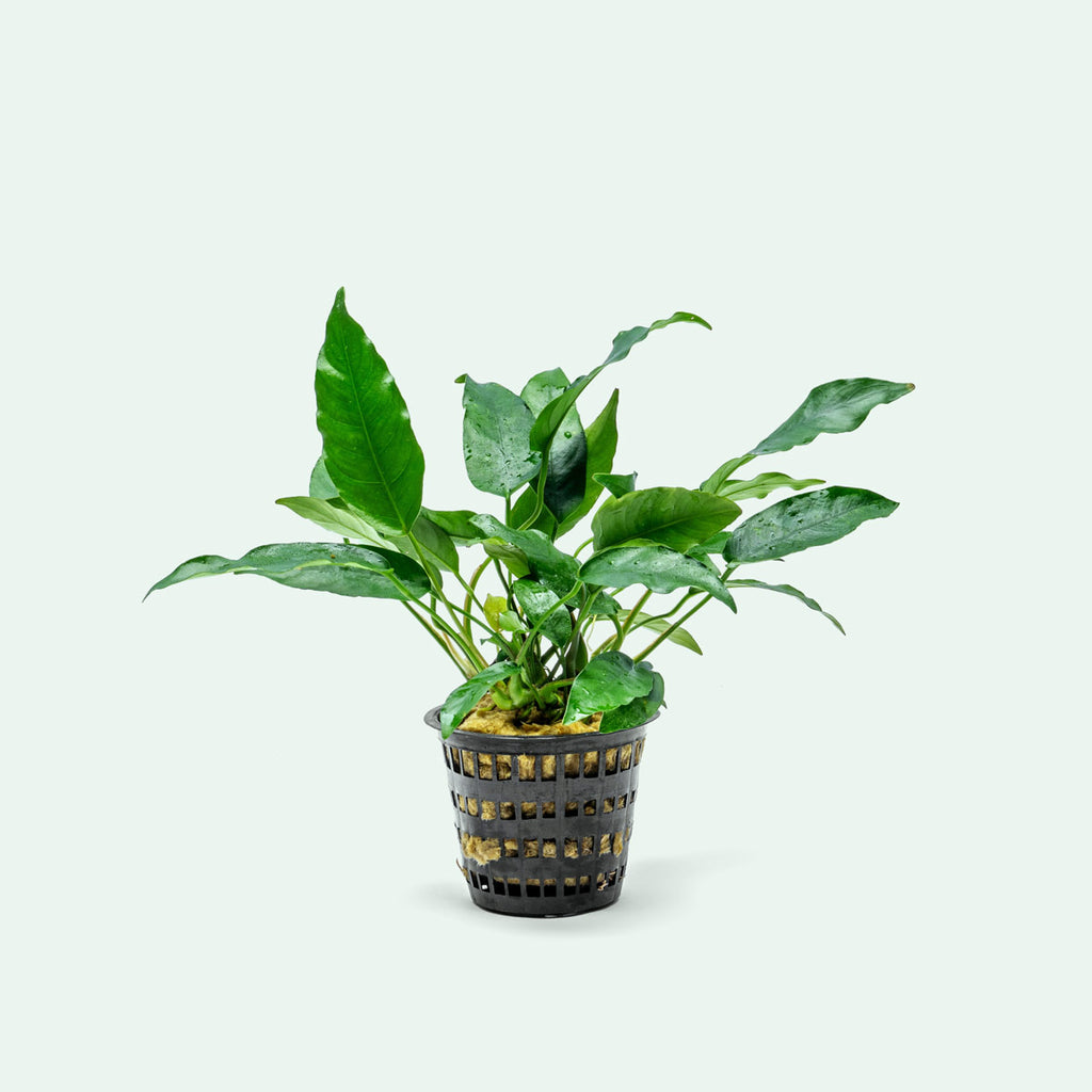 Anubias Short & Sharp Mother Plant | Live Aquatic Plants - Glass Aqua
