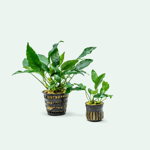 Anubias Short & Sharp Mother Plant | Live Aquatic Plants - Glass Aqua