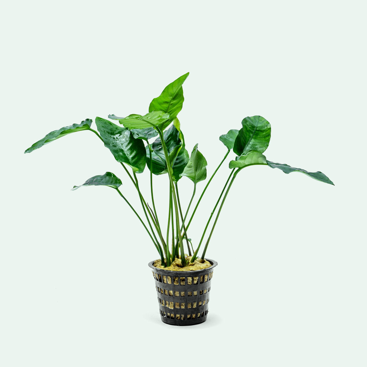 Anubias Barteri Mature Mother Plant | Easy Aquatic Plants - Glass Aqua