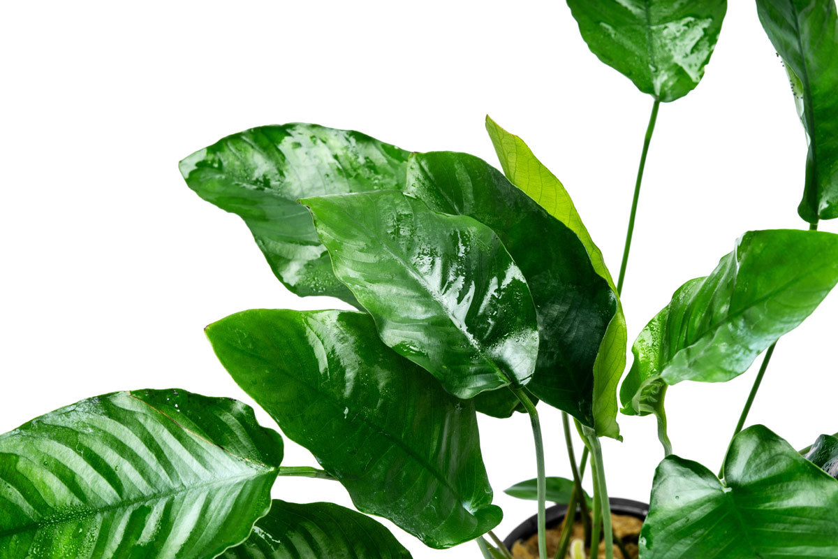 Anubias Barteri Mature Mother Plant | Easy Aquatic Plants - Glass Aqua
