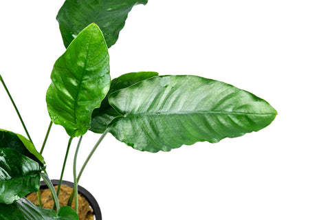 Anubias Barteri Mature Mother Plant | Easy Aquatic Plants - Glass Aqua