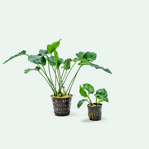 Anubias Barteri Mature Mother Plant | Easy Aquatic Plants - Glass Aqua