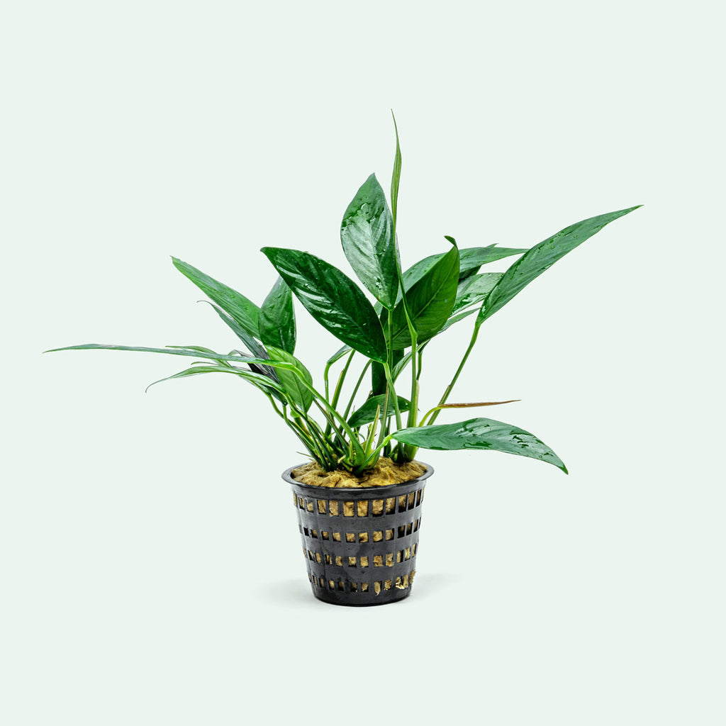 Anubias Lanceolata Mother Plant | Live Aquarium Plants - Glass Aqua