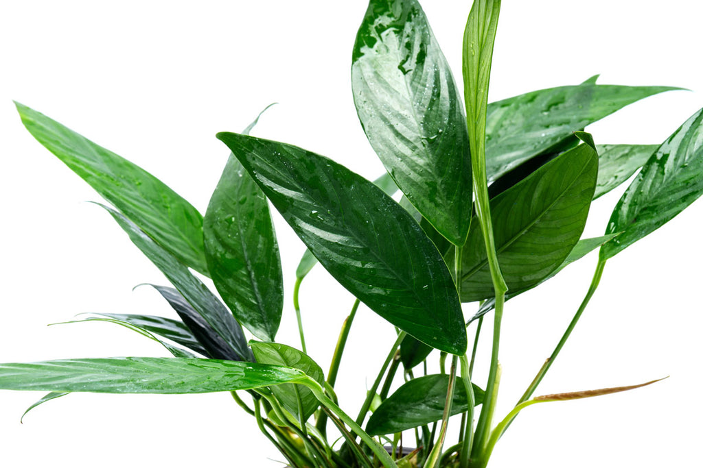 Anubias Lanceolata Mother Plant | Live Aquarium Plants - Glass Aqua